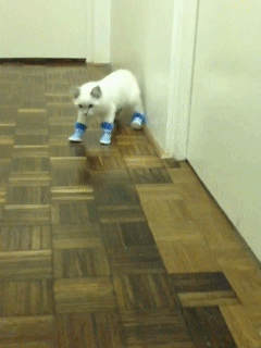 697e09e0jw1e68frjg64pg206o08w7wj.gif