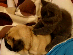 6d8f0a71tw1drjwark57sg.gif