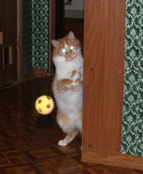 20081120163958384.jpg