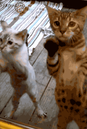 Watch me, this is how to do it..gif