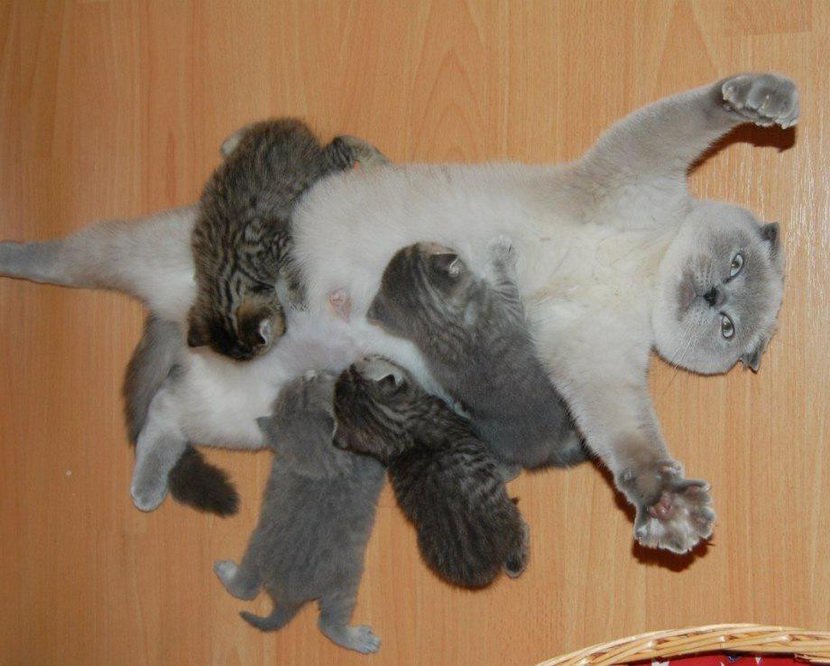 cat_breastfeeding01.jpg