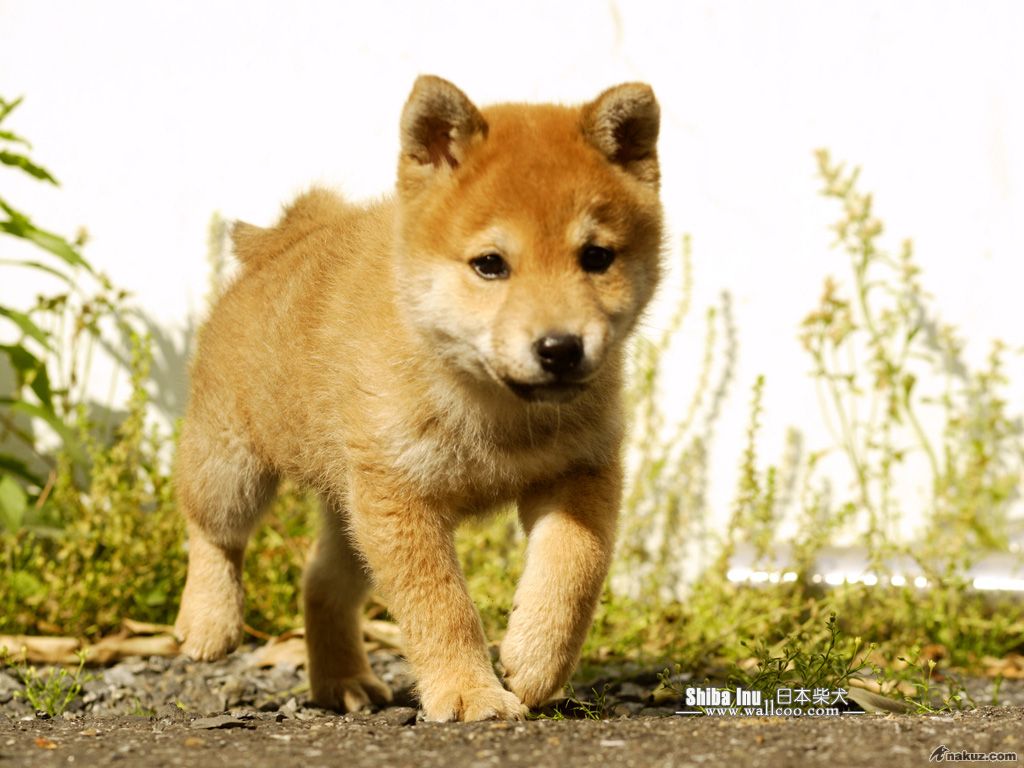 Shiba_Inu_dog_wallpaper_GP140_350A.jpg