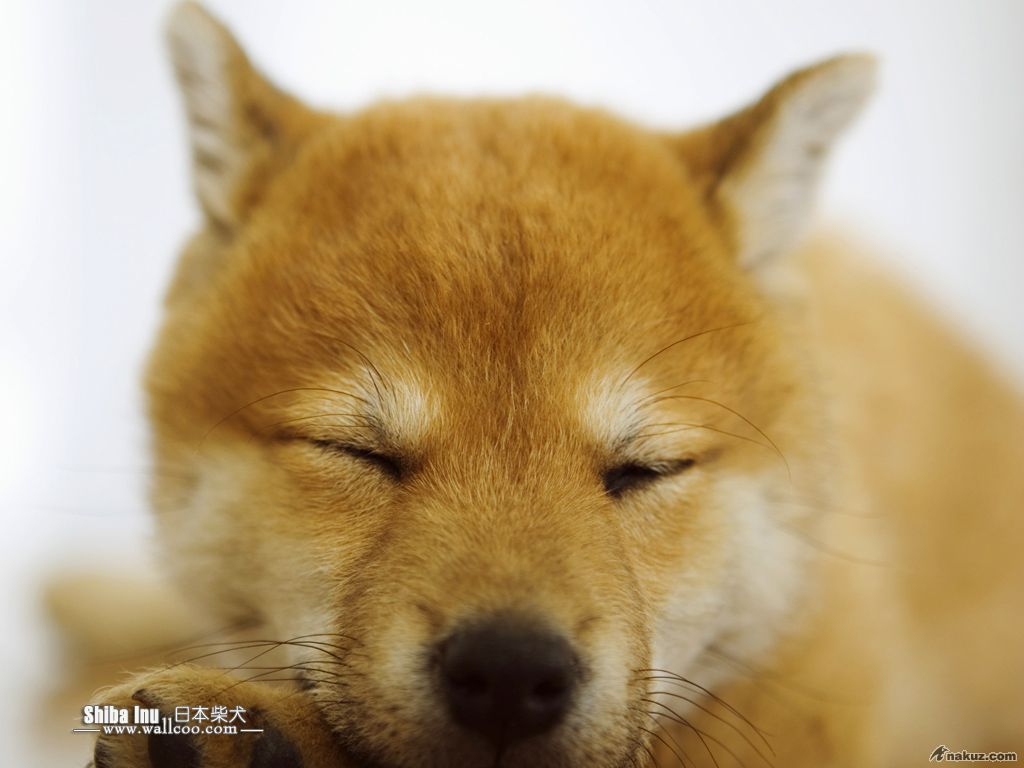 Shiba_Inu_dog_wallpaper_GP137_350A.jpg