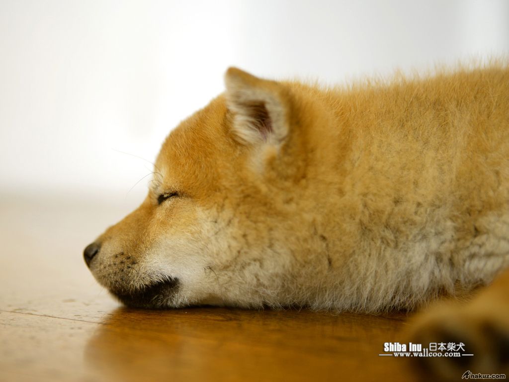 Shiba_Inu_dog_wallpaper_GP138_350A.jpg