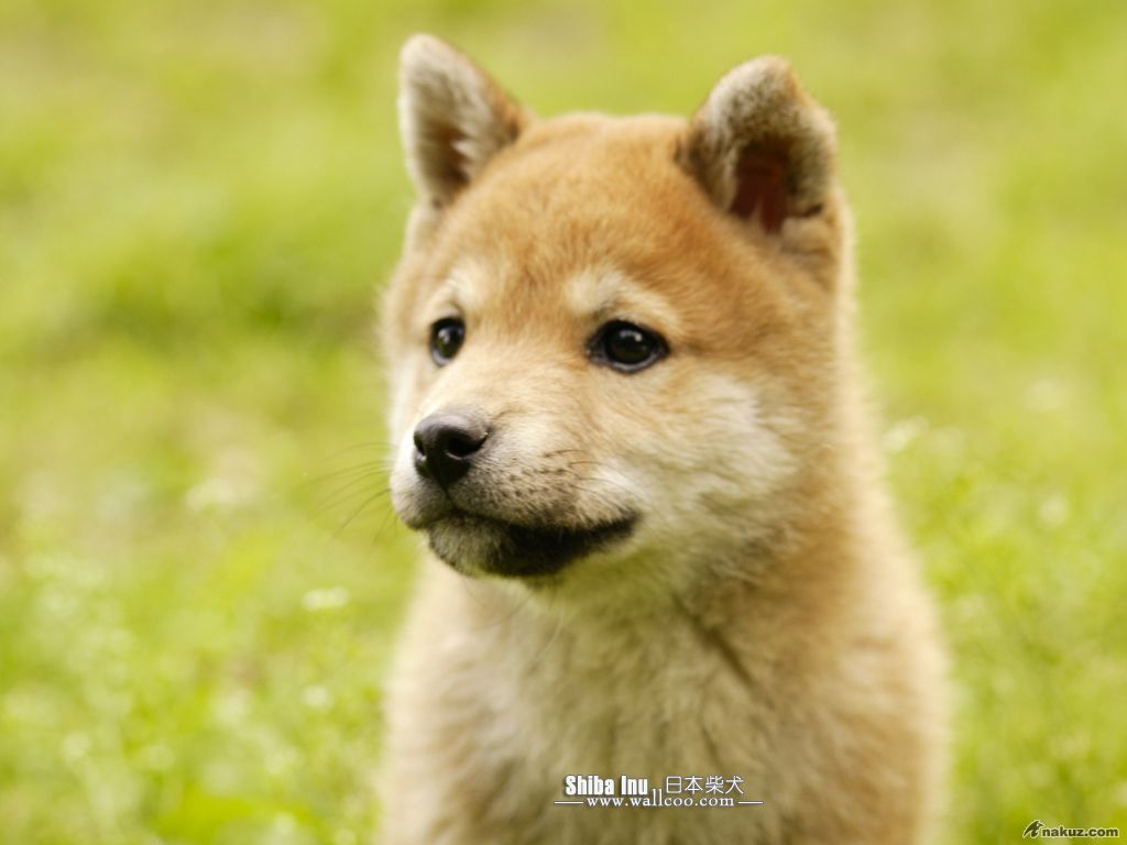 Shiba_Inu_dog_wallpaper_GP141_350A.jpg