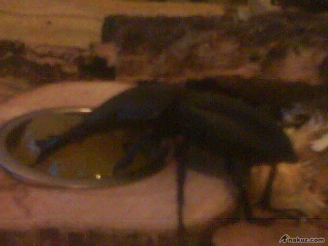 DSC00109.JPG