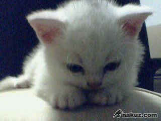 IMG0080A.jpg