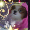 20081022_a2ca58d6a029672e47193OdBEzV942CK.png