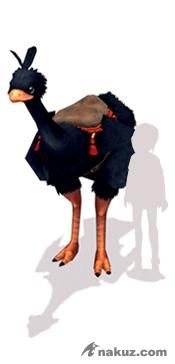 黑鴕鳥.JPG