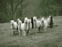 1235695135856.gif