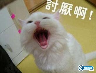 貓貓2.JPG