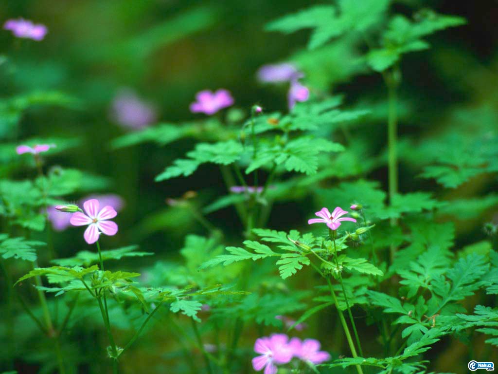 Forest Flowers.jpg