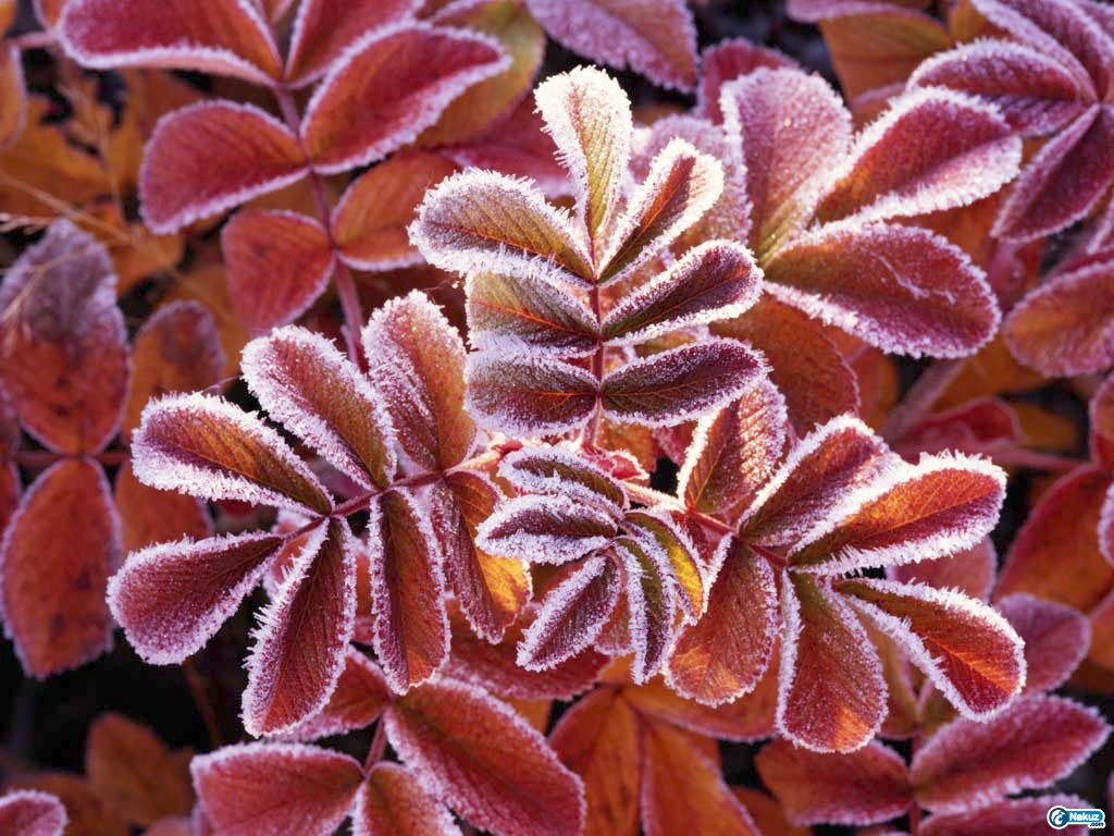 Winter Leaves.jpg