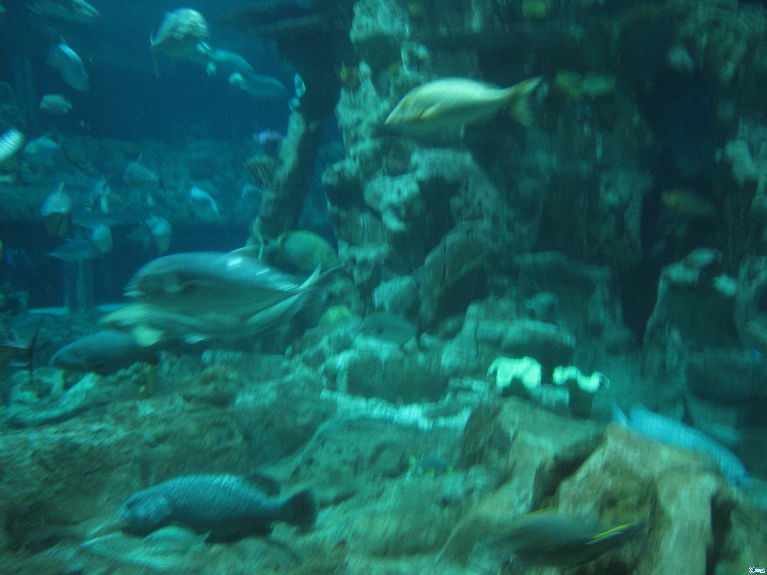 IMG_0334.JPG