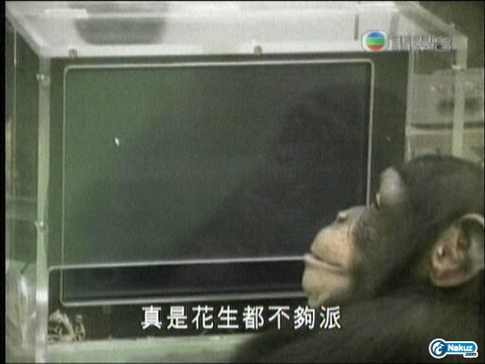 Peanuts_Chimpanzee.jpg