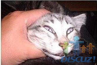GAGCAT2.jpg