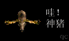 神豬