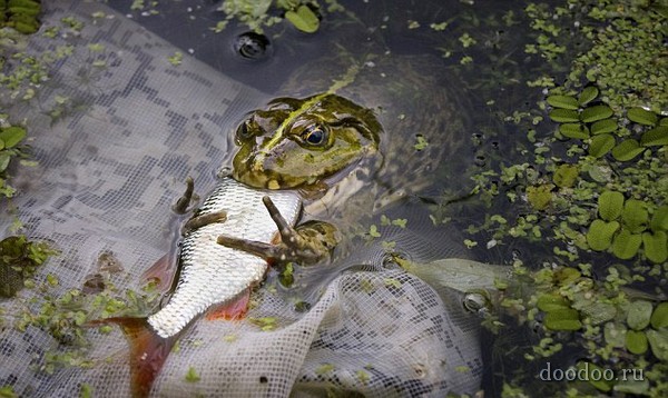 青蛙食魚 xd