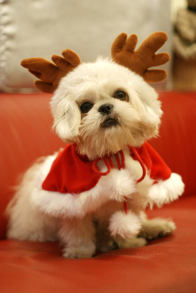 dog5.jpg