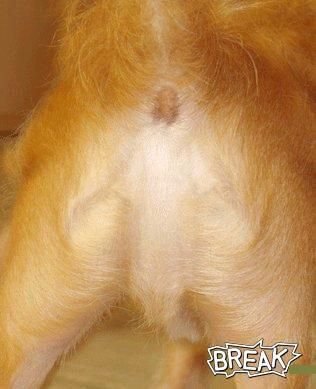 耶穌付狗 !!
