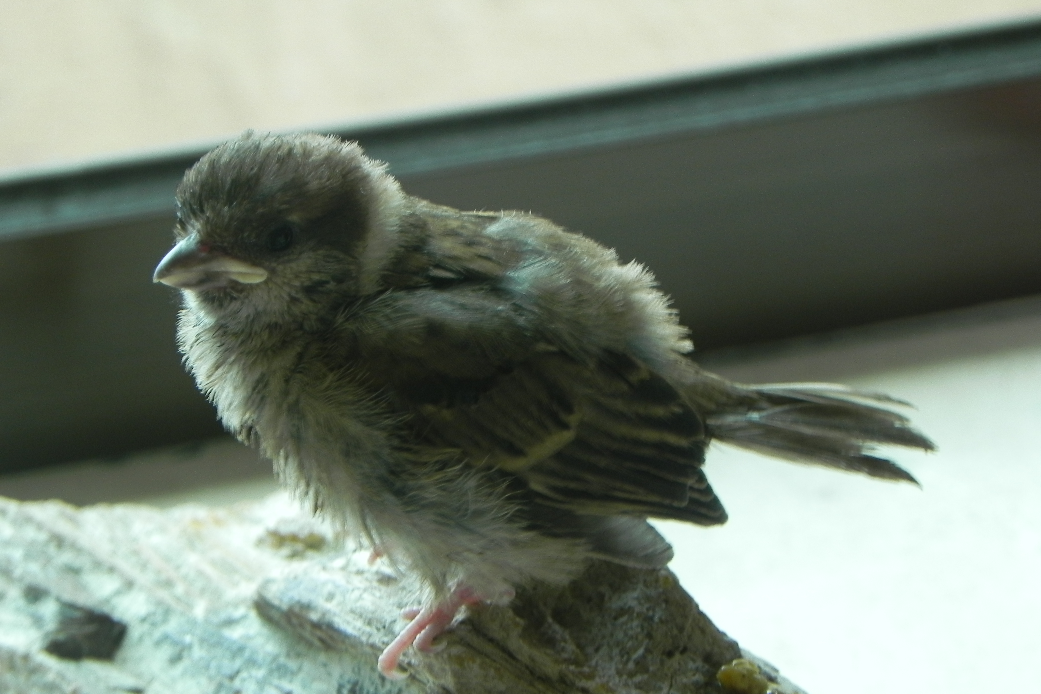 DSCN4039.JPG