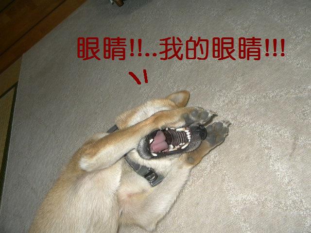 我的眼睛.jpg