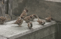 11102115321a673ab886c11815.gif