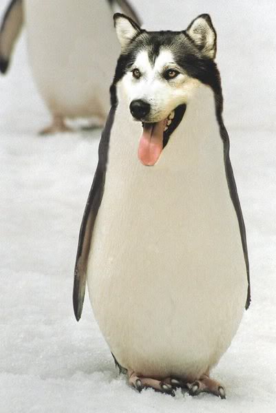 狗頭企鵝.jpg