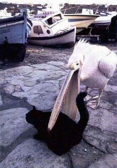 這才是憤怒鳥.jpg