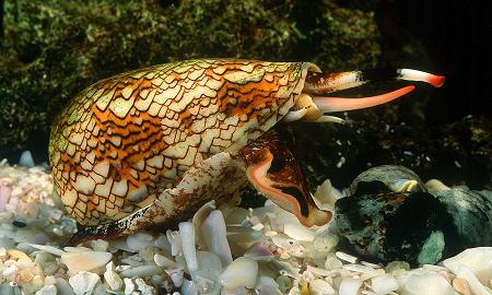 雞心螺(Cone Snail)