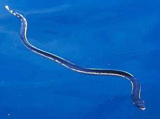 劍吻海蛇(Beaked Sea Snake)