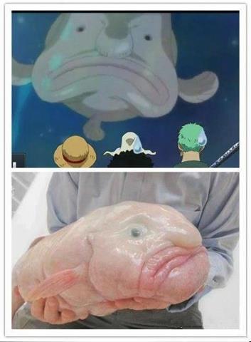 海賊王裡的生物 原來是真的~~!.jpg