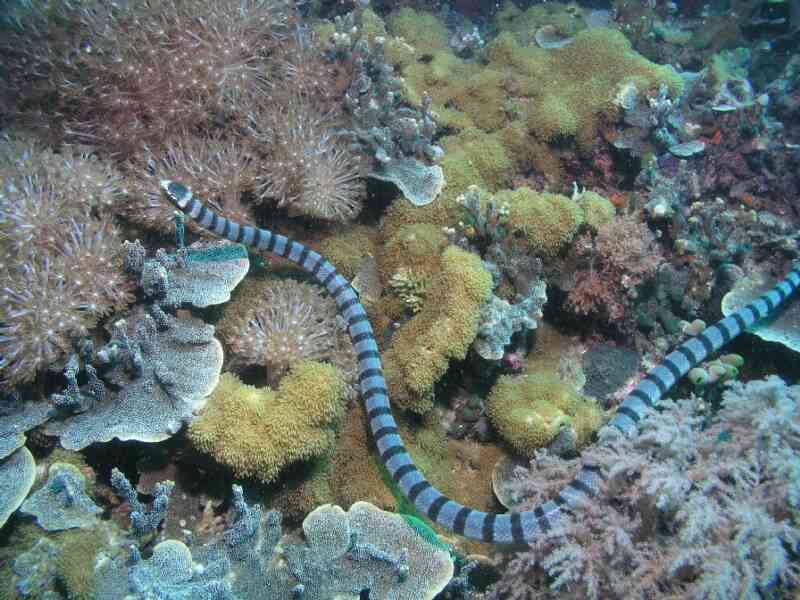 BelcherSeaSnake.jpg