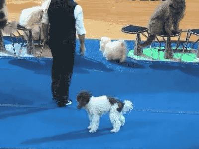gifs_04.gif
