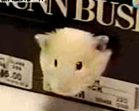 1292819626643.gif