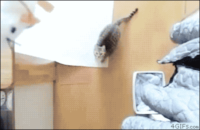 6ab2b567gw1e7ahuawchlg20b4078u0u.gif