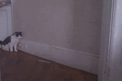 6ab2b567gw1e7ahwzxkdvg206y04n7in.gif