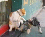 6ab2b567gw1e7ahx6n98vg2050046and.gif
