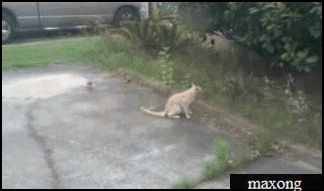 79a00895jw1dg121nubzsg.gif