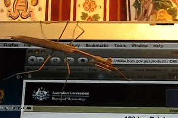 79a00895jw1dh6ku4ffl9g.gif