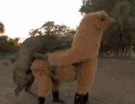 79a00895jw6dfmdqynm6ag.gif