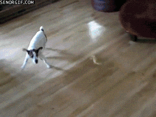 79a00895jw1dgwnh7r134g.gif