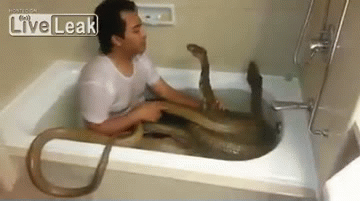 gifs_08.gif