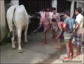 gifs_14.gif
