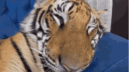 005FqHEsjw1ejwybd9hxig30bk06i7wi.gif