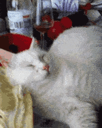 005FqHEsjw1ejwybaes05g30460581e0.gif