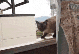 80390fc2jw1ekxt38y3j6g207n059anm.gif