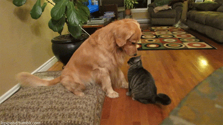 9e14cb4agw1elokhpgp14g20c806ve81.gif