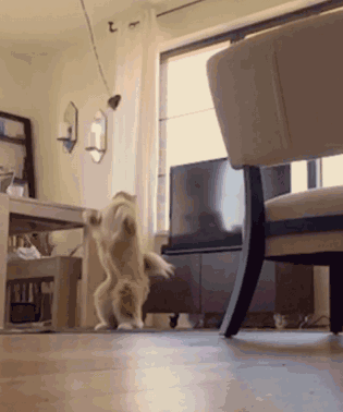 gifs_09.gif