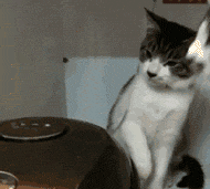 9e14cb4agw1em17y90ocwg205a04rqsr.gif